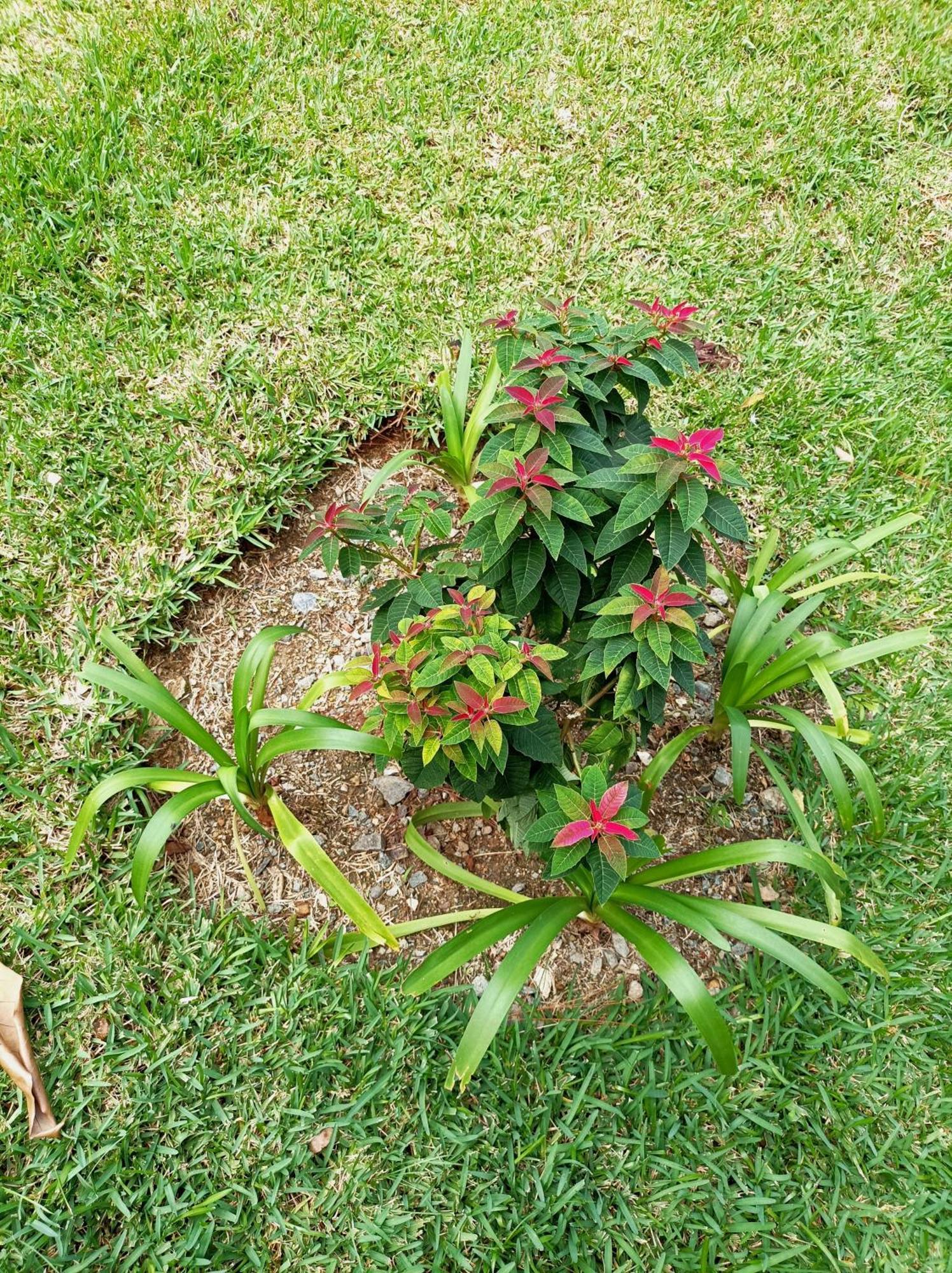 Mi Hogar Jarabacoaアパートメント エクステリア 写真